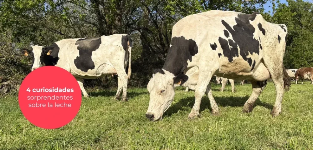 4 curiosidades sorprendentes sobre la leche